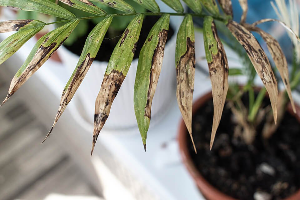 Affects Indoor Plants 1